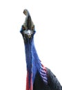 Cassowary head isolated