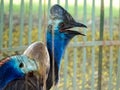 The Cassowary-Colorful but most dangerous bird