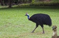 Cassowary male with baby chick