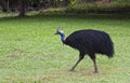 One Cassowary male, flightless bird