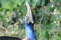 A cassowary in Mission Beach, Queensland