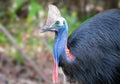 Cassowary mom crossing the road with her chicks in Daintree Rainforest