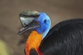 Cassowary Northern Royalty Free Stock Photo