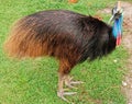 Papuan Cassowary
