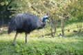 Cassowary portrait