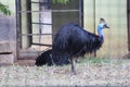 Cassowary is ratite that are native to the tropical forests of New Guinea, the Maluku Islands, and northeastern Australia