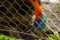 A cassowary sneaking from it`s cage