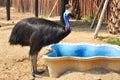 Cassowary, Very large flightless bird Royalty Free Stock Photo