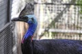 Cassowary or Vintage Ostrich in captivity
