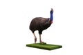 Cassowary on white background. Royalty Free Stock Photo