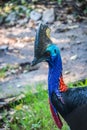 Cassowary in the zoo