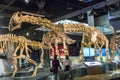 The cast fossils of dinosaurs in Melbourne Museum.