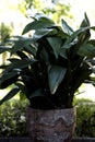 Cast-iron-plant or bar-room plant on a old clay pot Royalty Free Stock Photo