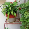 Cast iron plant on a white and red pot Royalty Free Stock Photo