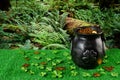 Cast iron pot, decorated by four-petal lucky shamrock leaf, full of leprechaun gold treasure, clover leaves and leprechaun gold