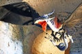 Model of pterosaur in the cellar of medieval Cerveny Kamen Red Stone castle, Casta village, Slovakia