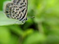 Castalius rosimon, the common Pierrot, is a small butterfly found in India that belongs to the lycaenids, or blues family