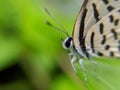 Castalius rosimon, the common Pierrot, is a small butterfly found in India that belongs to the lycaenids, or blues family