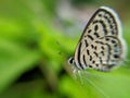 Castalius rosimon, the common Pierrot, is a small butterfly found in India that belongs to the lycaenids, or blues family