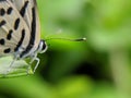 Castalius rosimon, the common Pierrot, is a small butterfly found in India that belongs to the lycaenids, or blues family.