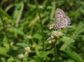 Castalius rosimon or Taracus nara. Butterfly with proboscis rolled into a spiral Royalty Free Stock Photo