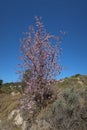 Almond tree with many pink flowers in a field in Spain Royalty Free Stock Photo