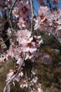 Cluster of almond tree with flowers in a field in Spain Royalty Free Stock Photo