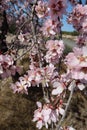 Cluster of almond tree with pink flowers in a field in Spain Royalty Free Stock Photo