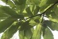 Castanea sativa green leaves of chestnut tree in late summer viewed from below with sky in the background Royalty Free Stock Photo