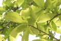 Castanea sativa green leaves of chestnut tree in late summer viewed from below with sky in the background Royalty Free Stock Photo