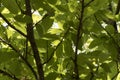 Castanea sativa green leaves of chestnut tree in late summer viewed from below with sky in the background Royalty Free Stock Photo