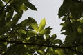 Castanea sativa green leaves of chestnut tree in late summer viewed from below with sky in the background Royalty Free Stock Photo