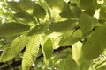 Castanea sativa green leaves of chestnut tree in late summer viewed from below with sky in the background Royalty Free Stock Photo