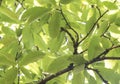 Castanea sativa green leaves of chestnut tree in late summer viewed from below with sky in the background Royalty Free Stock Photo