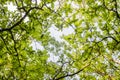 Sweet chestnut green foliage