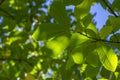 Castanea sativa sweet chestnut colorful autumnal tree branches full of beautiful green leaves Royalty Free Stock Photo