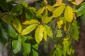 Castanea sativa sweet chestnut colorful autumnal tree branches full of beautiful orange yellow green leaves Royalty Free Stock Photo