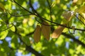 Castanea sativa sweet chestnut colorful autumnal tree branches full of beautiful orange yellow green leaves Royalty Free Stock Photo