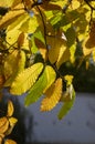 Castanea sativa sweet chestnut colorful autumnal tree branches full of beautiful orange yellow green leaves Royalty Free Stock Photo