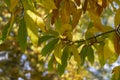 Castanea sativa sweet chestnut colorful autumnal tree branches full of beautiful orange yellow green leaves Royalty Free Stock Photo