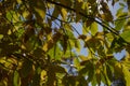 Castanea sativa sweet chestnut colorful autumnal tree branches full of beautiful orange yellow green leaves Royalty Free Stock Photo