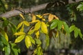 Castanea sativa sweet chestnut colorful autumnal tree branches full of beautiful orange yellow green leaves Royalty Free Stock Photo