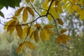 Castanea sativa sweet chestnut colorful autumnal tree branches full of beautiful orange yellow green leaves Royalty Free Stock Photo