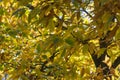 Castanea sativa sweet chestnut colorful autumnal tree branches full of beautiful orange yellow green leaves Royalty Free Stock Photo