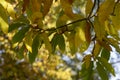 Castanea sativa sweet chestnut colorful autumnal tree branches full of beautiful orange yellow green leaves Royalty Free Stock Photo