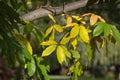 Castanea sativa sweet chestnut colorful autumnal tree branches full of beautiful orange yellow green leaves Royalty Free Stock Photo