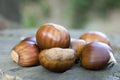 Castanea sativa, sweet chestnut maroon fruits Royalty Free Stock Photo