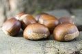 Castanea sativa, sweet chestnut maroon fruits Royalty Free Stock Photo