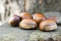 Castanea sativa, sweet chestnut maroon fruits Royalty Free Stock Photo