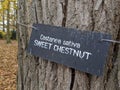 Castanea Sativa sweet chestnut tree sign Royalty Free Stock Photo